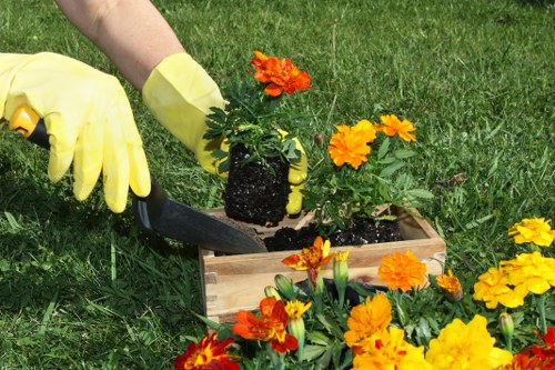 A gardener wearing yellow gloves is planting a potted marigold flower into a wooden planter box situated on a well-maintained lawn in a garden. Surrounding the planter are several vibrant orange and yellow marigold flowers, creating a colorful display. The grass is lush and green, with a slightly uneven texture. In the background, a neatly trimmed hedge lines the garden space, providing a natural border. The overall scene suggests outdoor gardening activity in a residential garden, with natural daylight illuminating the scene and highlighting the bright flower colors. The garden features a mixture of flower beds and lawn, typical of outdoor garden maintenance services such as those offered by Lawn Mowing Norbiton, which cover gardening and landscaping tasks in the local area near Kingston upon Thames and the postcode KT2.
